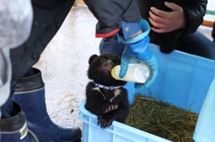 クマ牧場（秋田）