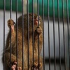草津熱帯園のサル