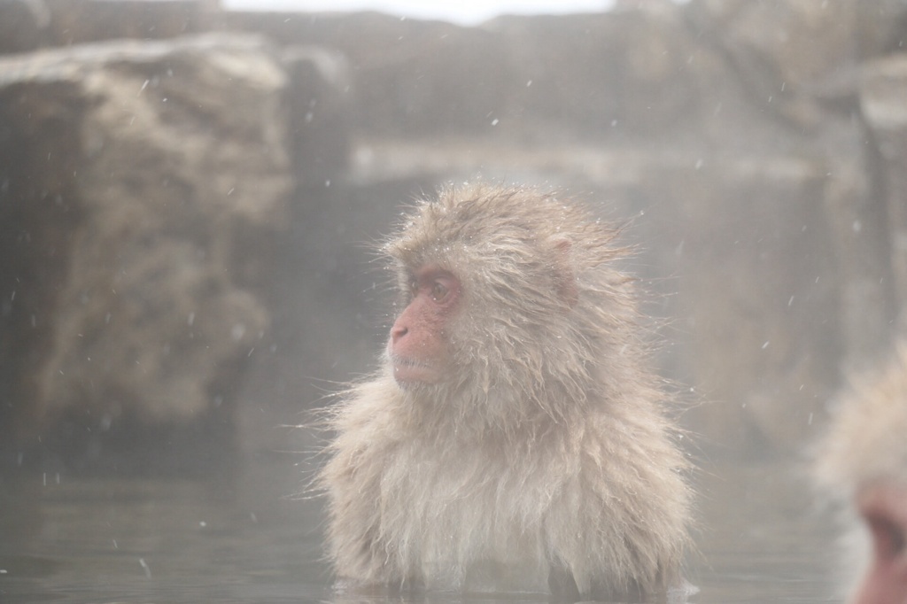 雪の露天風呂