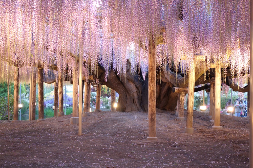 藤の花3（栃木県 足利フラワーパーク）