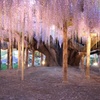 藤の花3（栃木県 足利フラワーパーク）