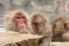 SNOW　MONKEY（長野県地獄谷）