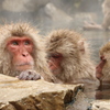 SNOW　MONKEY（長野県地獄谷）