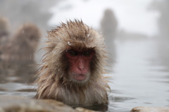 いい湯だな（長野県地獄谷）
