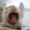 いい湯だな（長野県地獄谷）