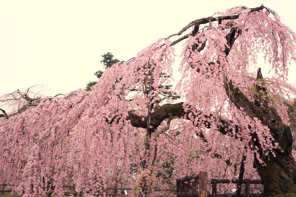 桜（青森県弘前公園）