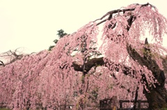 桜（青森県弘前公園）