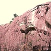 桜（青森県弘前公園）