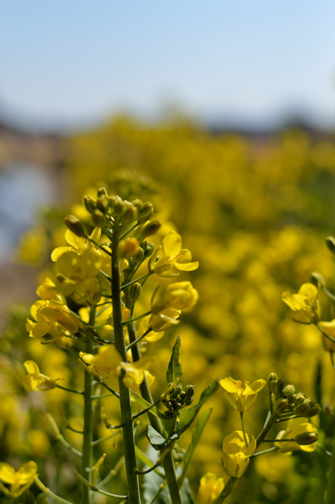 spring　yellow