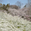 雪柳と桜