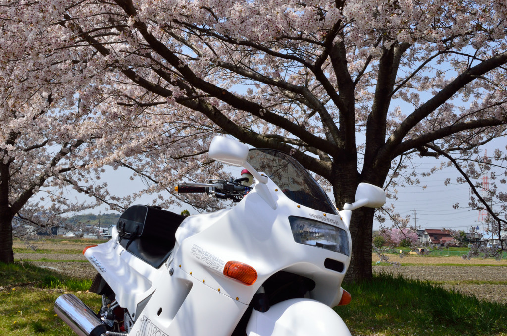 バイクで花見　弐