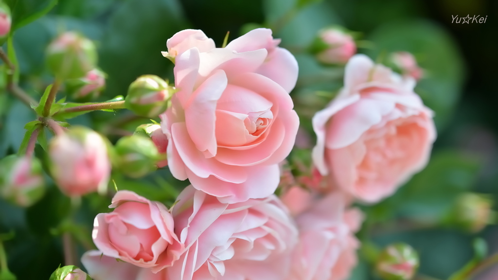 Pink rose