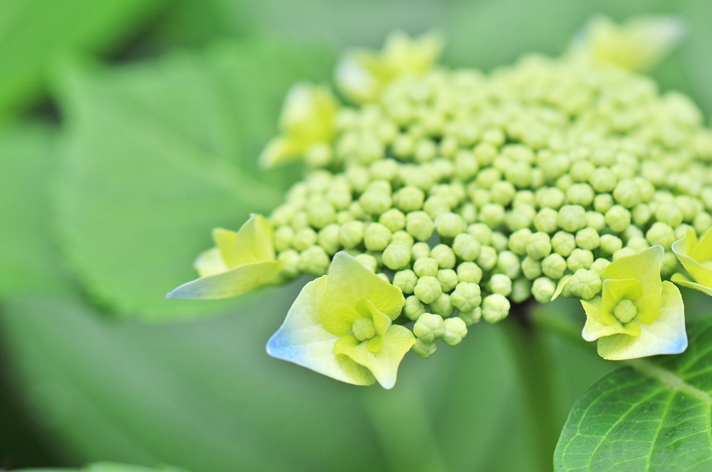 紫陽花