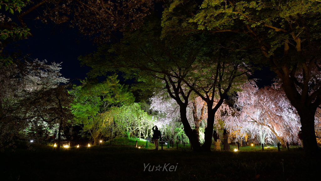 夜桜
