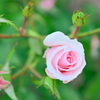 Pink rose