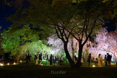 夜桜に集う