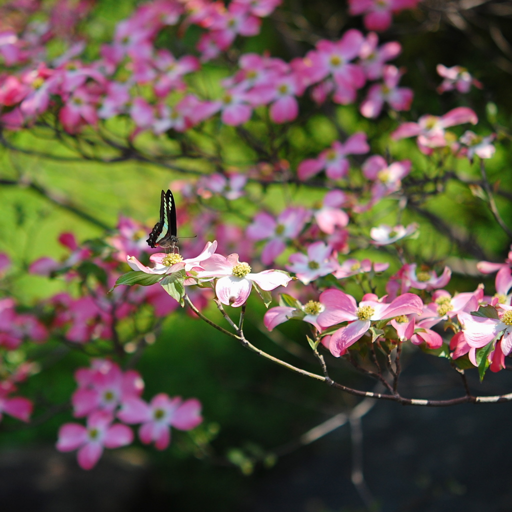 ～花と蝶～