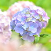 梅雨の合間