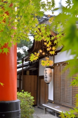 京都　宇治上神社