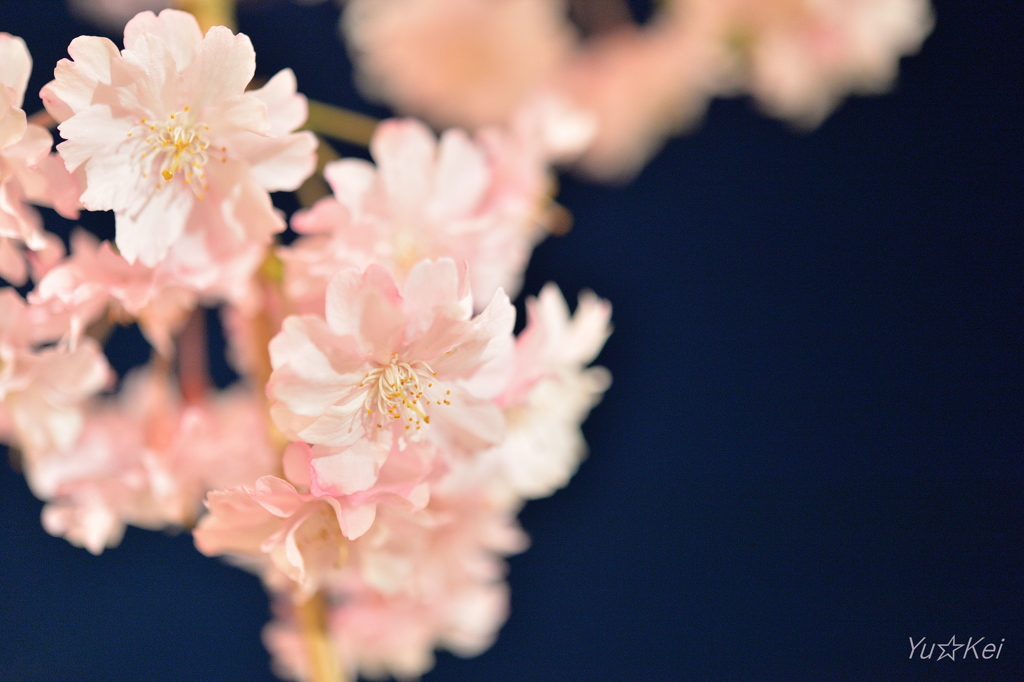 枝垂桜～ライトアップ～