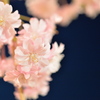 枝垂桜～ライトアップ～