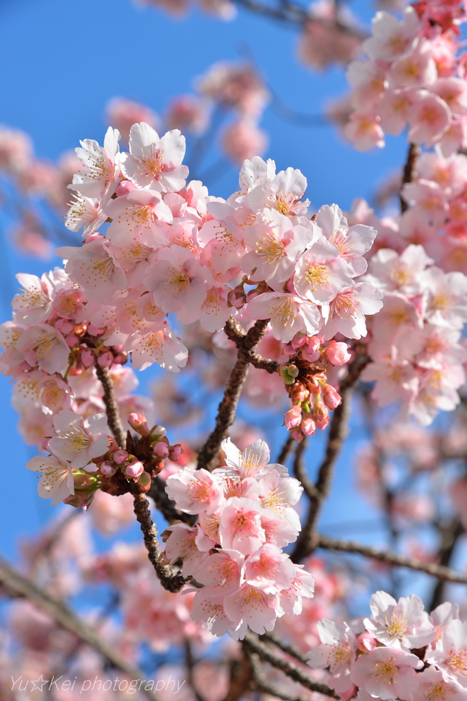 Cherry Blossoms