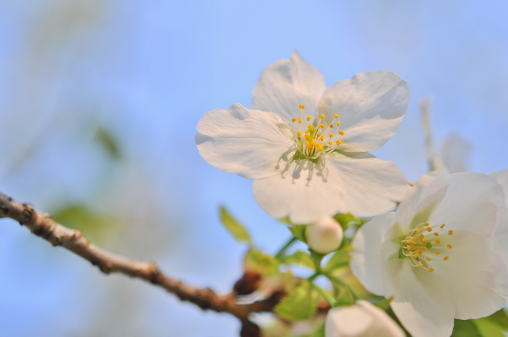 白桜