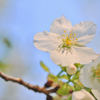 白桜
