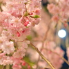春満月と夜桜