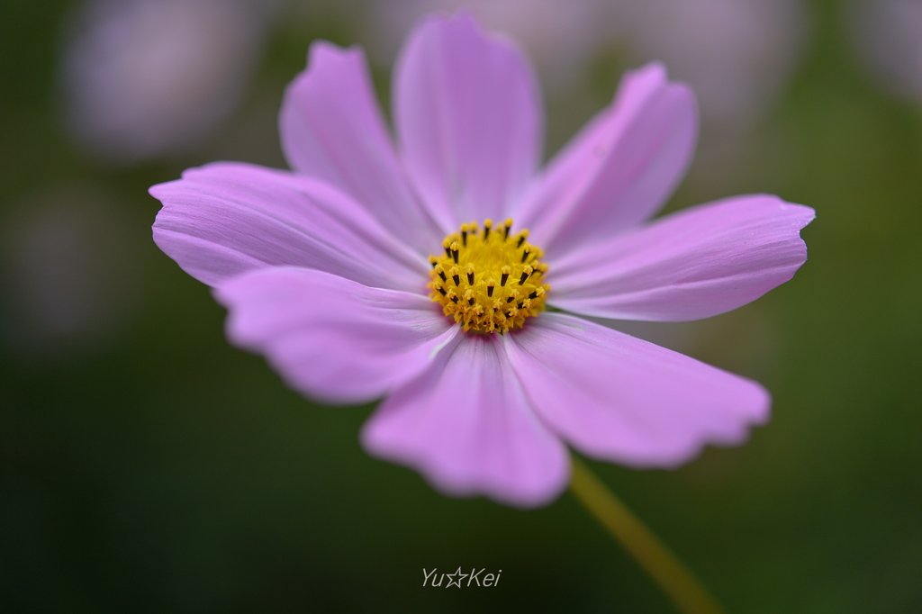 秋桜色