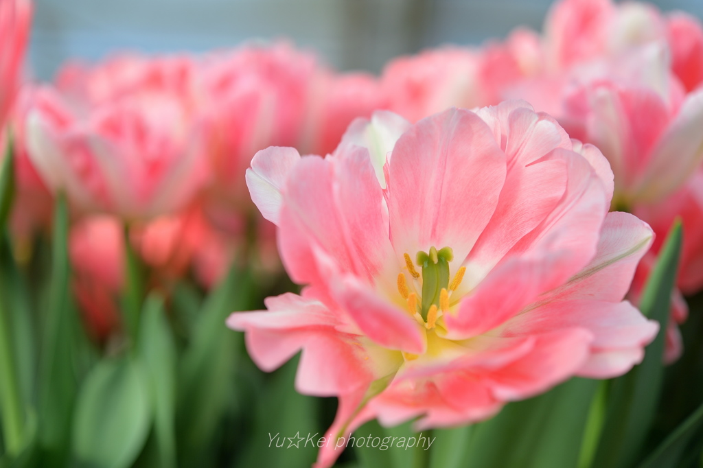 Tulip