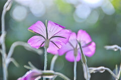 疑い～西洋の花言葉～