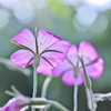 疑い～西洋の花言葉～