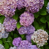 Flowerwall