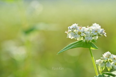 蕎麦の花