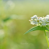 蕎麦の花