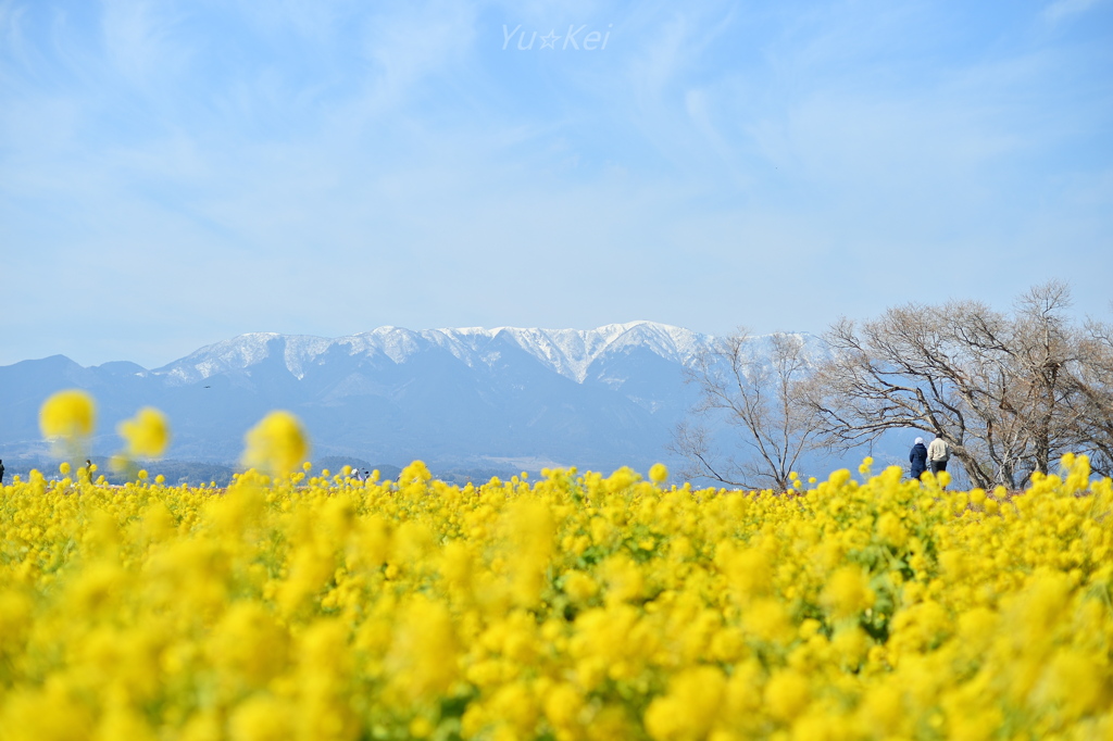 お散歩日和