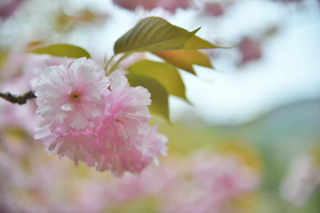 八重桜