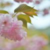 八重桜