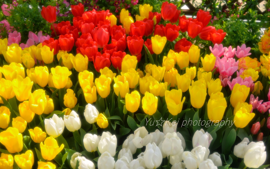 Tulip garden