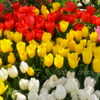 Tulip garden