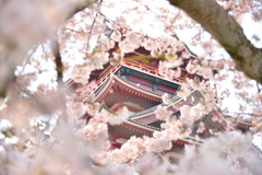 Sakura frame