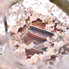 Sakura frame