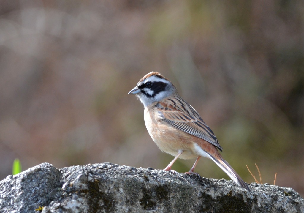 ホウジロ