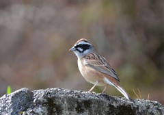 ホウジロ