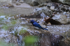 オオルリの水浴び