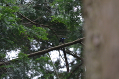 サンコウチョウ