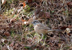 ホウジロ～♀