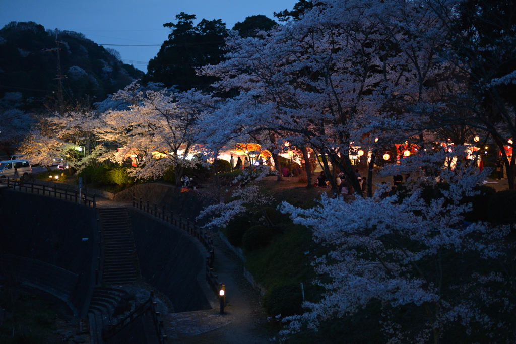 桜