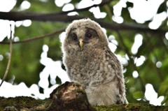 フクロウの雛